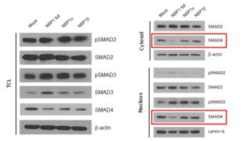 PRRSV NSP1 full, NSP1α 및 NSP1β가 과발현된 3D4/31 세포주의 SMAD2, pSMAD2, SMAD3, pSMAD3, SMAD4 Total cell lysate와 nuclear, cytosol fractionation 이후 western blot 결과