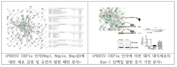 RRRSV ORF1a 인자에 대한 세포 감염, 유전자 발현 양상 분석