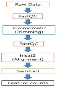 RNA sequencing raw data의 전처리과정 pipe line