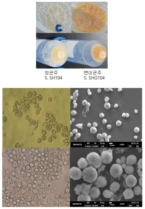 감마선 조사 스키조키트리움 속(Schizochytrium sp.) 변이균주 SHG104