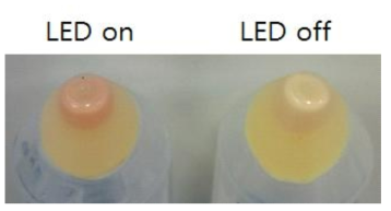 스키조키트리움 속 (Schizochytrium sp.) 변이균주 SHG104의 LED 조사하에 항산화색소 생산