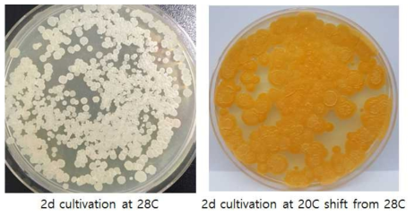 스키조키트리움 속 (Schizochytrium sp.) 변이균주 SHG104의 LED 조사하에서 온도shift에 카로티노이드 계열의 항산화물질 생산