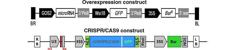 전신 발현 및 CRISPR/CAS9 운반체 구조