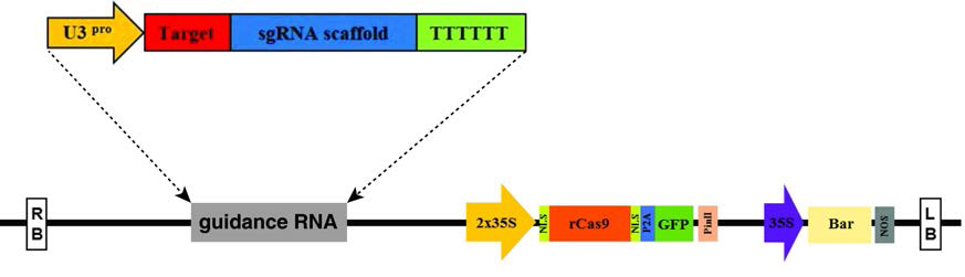 rice CRISPR/CAS9 vector