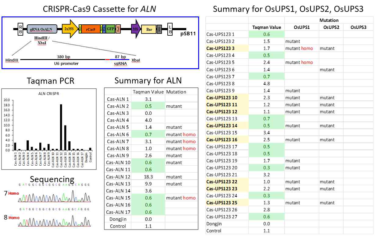 CRISPR/CAS9 system를 이용한 ALN, UPS 돌연변이 제작