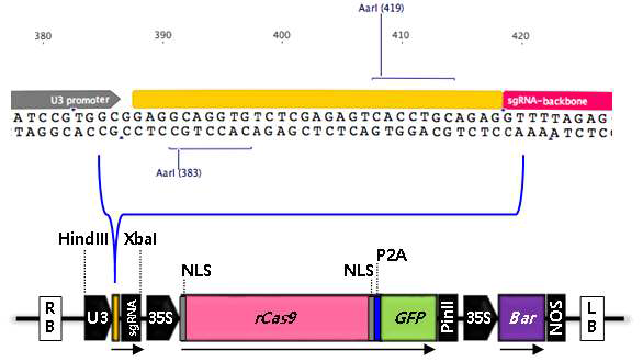대량 유전자 cloning을 위한 CRISPR/CAS9 system 변형