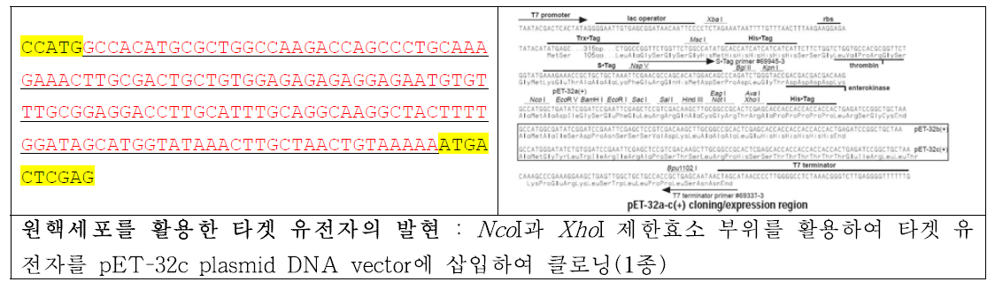 원핵세포를 활용한 타겟 유전자 발현 plasmid DNA vector 클로닝