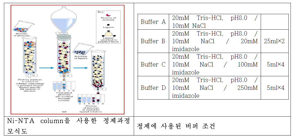 타겟 단백질의 정제과정 및 사용된 버퍼 정보