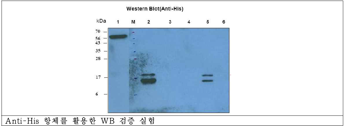 타겟 단백질 정제 확인을 위한 WB 결과