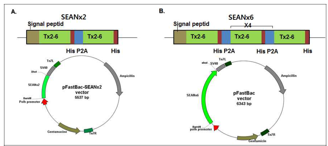 거미독(SEAN) 반복구조 전이벡터 구조. A; pFastBac-SEANx2 B; pFastBac-SEANx6