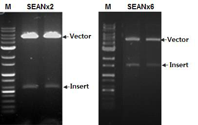바이러스 전이벡터인 pFastBac-SEANx2와 pFastBac-SEANx6의 제한효소 검정