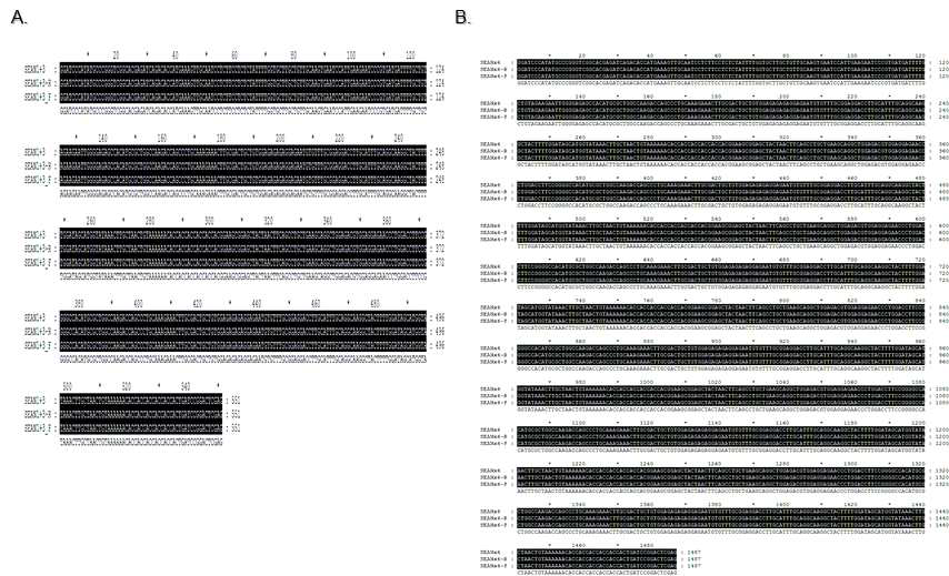 전이벡터에 삽입된 거미독 반복구조의 염기서열 분석. A, pFastBac-SEANx2; B, pFastBac-SEANx6