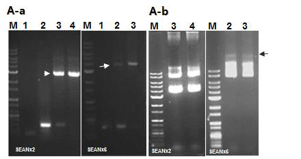 AcNPV bacmid에 SEANx2와 SEANx6의 삽입 확인. A-a, colony PCR; 1~4, colonies; 화살표, AcNPVbacmid에 거미독 반복 서열이 삽입된 사이즈로 SEANx2는 약 2.9 kb이며 SEANx6는 약 4.8kb입니다. A-b, colony PCR 후 SEANx2 와 SEANx6의 Bacmid 추출한 것으로 화살표 표시된 것이 bacmid 임