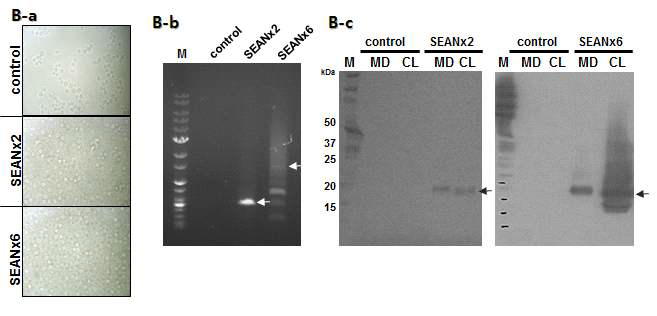 거미독 반복구조 SEANx2와 SEANx6 바이러스의 RT-PCR과 western blot 확인. B-a, SEANx2/x6 바이러스 감염 3일 후 Sf9 cell 사진; B-b, SEAN 바이러스에 감염된 Sf9 cell의 RT-PCR; B-c, SEAN 바이러스 감염된 P3 Sf9 cell의 배지와 세포 분해 후 6x His 항체를 이용하여 western blot 분석 결과; MD, cell culture media; CL, cell lysate