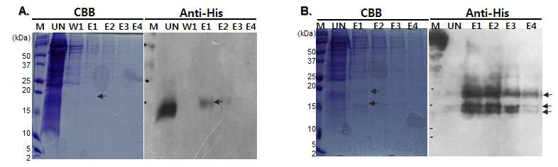 배양세포주 활용 SEANx2와 SEANx6 단백질 분획 및 HisTaq 정제. A, SEANx2; B, SEANx6; CBB, coomassie brilliant blue stain; Anti-His, His antibody western blot.; UN, unbound; W1, wash1; E1~4, Elution 1~4