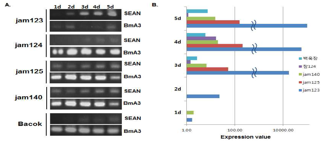 SEANx2 감염 누에의 감염일별 발현 양 확인. A, RT-PCR; B, Real-time PCR