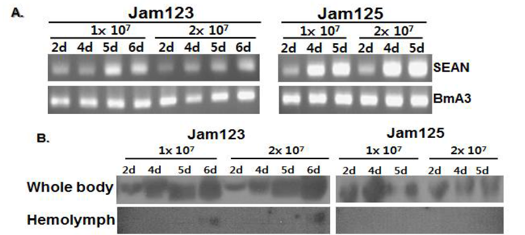 누에 5령 3일째 SEANx2 감염 누에를 감염 일별 혈액과 몸체에서의 His 항체를 이용하여 발현 확인. A; RT-PCR, B; Western blot