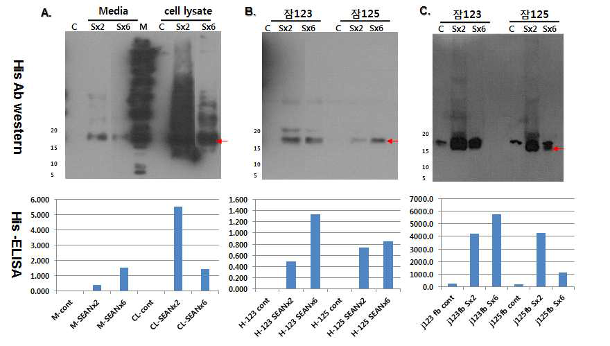 세포와 누에에서의 SEANx2 감염 후 His 항체를 이용하여 발현 확인 및 정량 분석. A; Sf9 cell, B; 누에 혈액, C; 누에 지방체