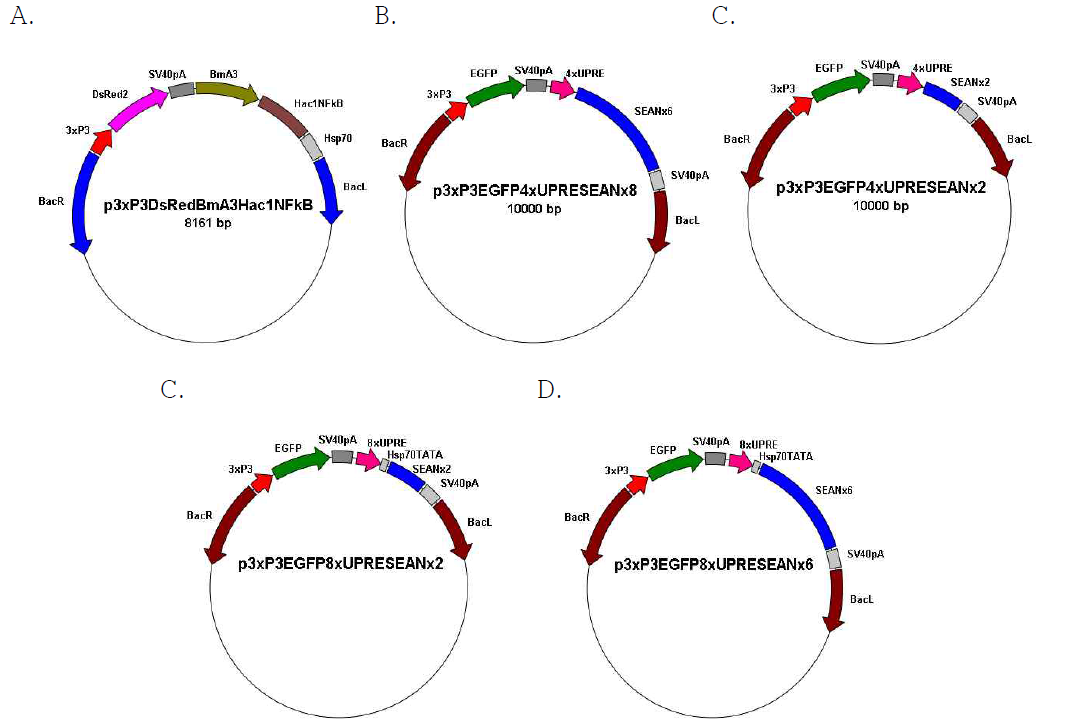 HAC1s/UPRE 바이너리 발현시스템 전이벡터. A) p3xP3DsRedBmA3HAC1NFkB 전이벡터, B) p3xP3EGFP4xUPRESEANx2 전이벡터, C) p3xP3EGFP4xUPRESEANx6 전이벡터, D) p3xP3EGFP-8xUPRESEANx2 전이벡터, E) p3xP3EGFP8xUPRESEANx6 전이벡터. ITR, piggyBac right  3xP3, 곤충 홑눈(stemmata) 및 신경시스템 특이발현 프로모터; DsRed2, 표지유전자; SV40pA, simian virus 40 poly A; BmA3, 누에유래 Actin 3 프로모터; HAC1, HAC1의 mature form; NFkB, mouse factor-kB의 전사활성 도메인; UPRE, HAC1 전사활성인자가 결합하는 유 전자 서열; 4xUPRE, UPRE 유전자의 4회 반복서열; SEANx2, SEAN 유전자의 2회반복서열; SEANx6, SEAN 유전자의 6회반복서열