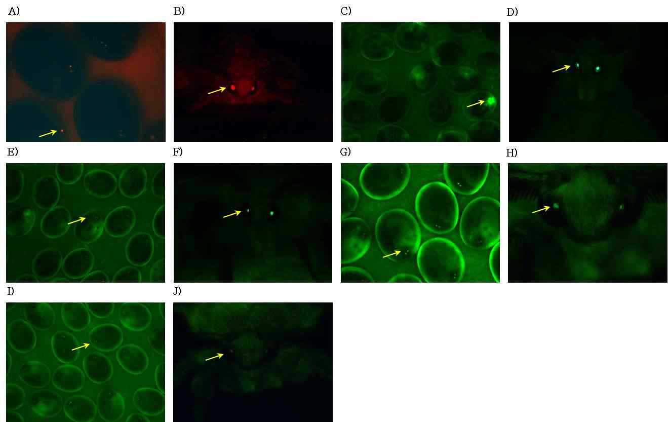 제1세대(G1) 형질전환누에의 표지유전자 DsRed2 및 EGFP 발현 특성분석. 곤충의 눈과 신경시스템에서 특이적으로 발현하는 3xP3 프로모터의 발현 조절에 의해서 DsRed2와 EGFP 유전자 발현이 누에의 알과 성충의 눈에서만 특이적으로 형광단백질이 발현되는 것을 확인할 수 있음