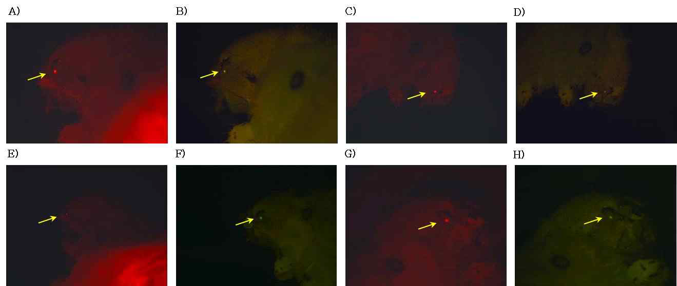 제1세대(G1) 형질전환누에 교배종의 마커 유전자의 재조합단백질 발현분석. 곤충의 눈과 신경시스템에서 특이적으로 발현하는 3xP3 프로모터의 발현 조절에 의해서 DsRed2와 EGFP 발현이 누에의 홑눈에서 특이적으로 발현되는 것을 확인. p3xP3DsRedBmA3HAC1NFkB와 p3xP3EGFP4xUPRESEANx2 (A, B), p3xP3DsRedBmA3HAC1NFkB와 p3xP3EGFP4xUPRESEANx6 (C, D), p3xP3DsRedBmA3HAC1NFkB와 p3xP3EGFP8xUPRESEANx2 (E, F), p3xP3DsRedBmA3HAC1NFkB와 p3xP3EGFP8xUPRESEANx6 (G, H). 적색형광필터에서 관찰한 결과 (A, C, E, G). 녹색형광필터에서 관찰한 결과 (B, D, F, H)