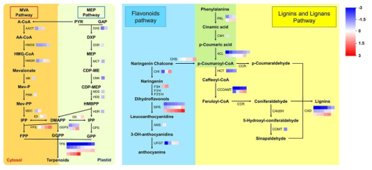 감자 야생종과 재배종 간의 terpenoid (좌) 및 phenylpropanoid (우) 생합성 경로 및 생합성에 관여하는 전사체의 발현 수준