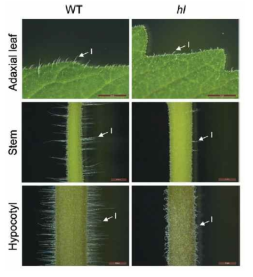 WT (wild-type) 및 hl 돌연변이 토마토에서 관찰된 각 조직별 모용 형태