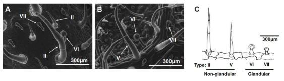 재배종 감자(S. tuberosum)잎 표면에 있는 모용의 종류와 형태. A,　B; 주사전자현미경을 이용하여 관찰한 감자 잎 앞면(A) 및 뒷면(B)의 모용, C; 재배종 감자에 존재하는 모용의 형태에 대한 도식도