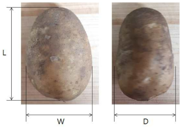 감자의 크기 조사 방법