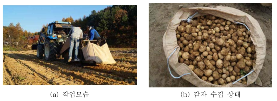 감자 수확작업 모습 및 수집 상태