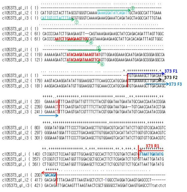 국화흰녹병 품종 구분을 위한 PCR 프라이머 위치