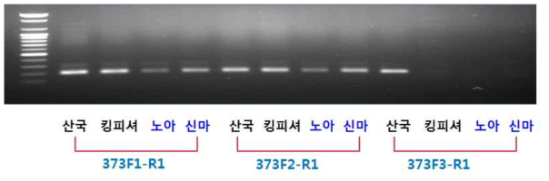 국화흰녹병 저항성 반응 정도가 다른 국화품종의 PCR 증폭