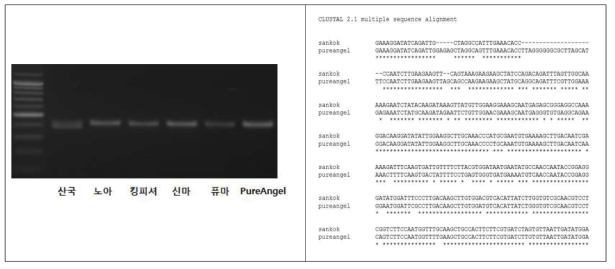 국화흰녹병 저항성, 감수성 품종을 대상으로 PCR 증폭 및 DNA 염기서열 비교 분석