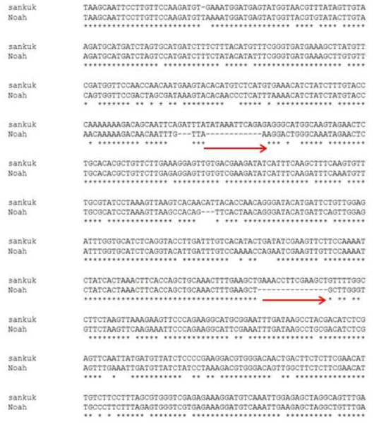 선발 유전자 5’부위의 산국과 노아 품종간 DNA 염기서열 비교 분석