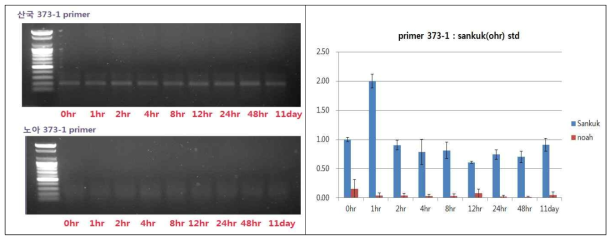 국화흰녹병균 침입에 따른 유전자의 qPCR(373F1-R1)