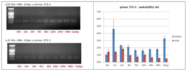 국화흰녹병균 침입에 따른 유전자의 qPCR(373F2-R1)