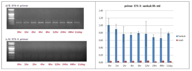 국화흰녹병균 침입에 따른 유전자의 qPCR(373F3-R1)