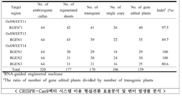 Frequency of transgenic plants, single copy, genome edited plants by using CRISPR/Cas9 vector in rice