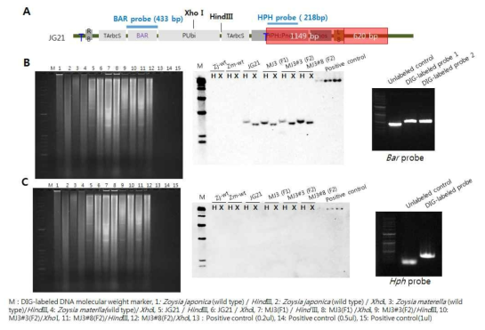 JG21, JG21-MJ 들잔디에 도입된 Bar 및 Hph의 Southern blot 분석