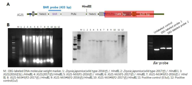 JG21, JG21-MJ 들잔디에 도입된 Bar의 Southern blot 분석