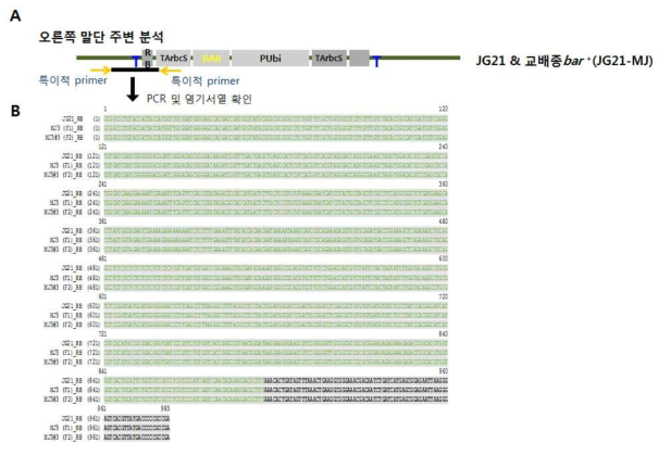 F1과 F2 복수 세대 동안 JG21-MJ3 계통의 T-DNA 오른쪽 주변염기서열 분석. A. 염기서열 확인 부위 지도. B. 염기서열 비교. 검정색글자는 T-DNA, 녹색글자는 주변 염기서열임. JG21, 모본; MJ3, F1 세대(JG21x금잔디의 1세대), MJ3-3, F2 세대(JG21x금잔디의 2세대)