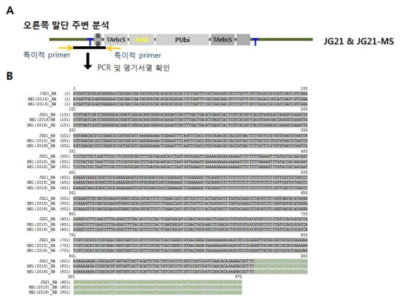 F1와 F2의 복수 세대 동안 MJ3 계통의 T-DNA 왼쪽 주변염기서열 분석. A. 염기서열 확인 부위 지도. B. 염기서열 비교. 검정색글자는 T-DNA, 녹색글자는 주변 염기서열임. JG21; 모본, MJ3; F1 세대(JG21x금잔디의 2세대), MJ3-3; F2 세대(JG21x금잔디의 2세대)