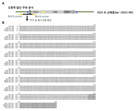 복수년 동안 JG21-MJ3 계통 복수세대(F1 와 F2 세대)의 T-DNA 오른쪽 주변염기서열 분석. A. PCR 증폭 위치가 표시된 유전자 지도, B. JG21; 모본 JG21-MJ3; JG21x 금잔디의 1세대(F1), JG21-MJ3#3; JG21x금잔디의 2세대(F2), JG21-MJ3#8; JG21x금잔디의 2세대(F2) 염기서열 상동성 비교. T-DNA 우측 말단(고딕체)과 들잔디 DNA 890 bp의 염기서열에서 100% 일치함