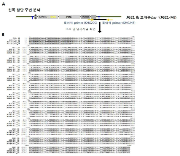 복수년 동안 JG21-MJ3 계통 복수세대(F1 와 F2 세대)의 T-DNA 왼쪽 주변 염기서열 분석. A. PCR 증폭 위치가 표시된 유전자 지도, B. JG21; 모본 JG21-MJ3; JG21x금잔디의 1세대(F1), JG21-MJ3#3; JG21x금잔디의 2세대(F2), JG21-MJ3#8; JG21x금잔디의 2세대 (F2) 염기서열 상동성 비교. T-DNA 좌측 말단(고딕체)과 들잔디 DNA 1256bp의 염기서열에 서 100% 일치함