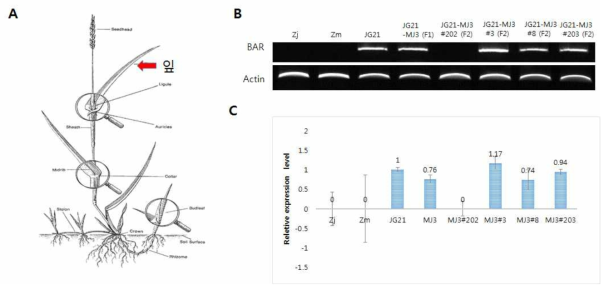 잎에서 bar 유전자의 RNA 발현 분석 A. 들잔디의 구조((http://www.agty.purdue.edu/turf/tool/instrucions/instructions.html). B. RT-PCR bar 유전자 발현 분석, C. Real-time RT-PCR bar 유전자 발현 분석. Zj; Zoysia japonica(들잔디), Zm; Zoysia matrella(금잔디), Actin; RNA 정량을 위한 대조구 β-actin 유전자