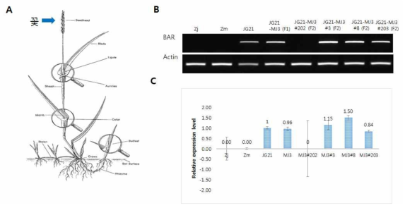 꽃에서 bar 유전자의 RNA 발현 분석 A. 들잔디의 구조((http://www.agty.purdue.edu/turf/tool/instrucions/instructions.html). B. RT-PCR bar 유전자 발현 분석, C. Real-time RT-PCR bar 유전자 발현 분석. Zj; Zoysia japonica(들잔디), Zm; Zoysia matrella(금잔디), Actin; RNA 정량을 위한 대조구 β-actin 유전자