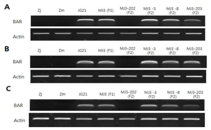생육시기 별 잎에서 bar 유전자의 RNA 발현 분석 A. Seedling 잎에서의 bar 유전자 발현분석. B. 개화 전(immature) 잎에서의 bar 유전자 발현 분석. C. 개화 후(mature) 잎에서의 bar 유전자 발현 분석. Zj; Zoysia japonica(들잔디), Zm; Zoysia matrella(금잔디), JG21; 모본 MJ3; JG21x금잔디의 1세대(F1), MJ3-202; JG21X금잔디의 2세대(F2), MJ3-3; JG21x금잔디의 2세대(F2), MJ3-8; JG21x금잔디의 2세대(F2), MJ3-203; JG21X금잔디의 2세대(F2), Actin; RNA 정량을 위한 대조구 β-actin 유전자