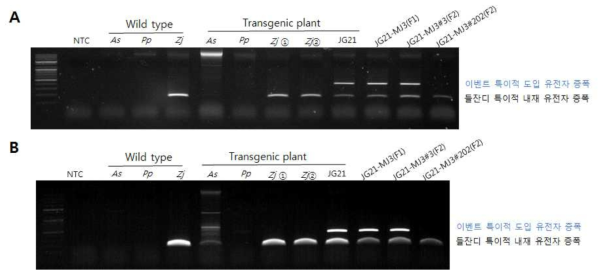 들잔디 내재 유전자와 이벤트 특이적 검정을 위한 PCR 키트 개발. A. 25 cycles의 PCR 조건에서의 DNA 증폭 결과. B. 30cycles 의 PCR 조건에서의 DNA 증폭 결과. NTC; non-template, As; Agrostis stolonifera (크리핑밴드그라스), Pp; Poa pratensis (켄터키블루그라스), Zs, Zoysia sinica (갯잔디), Zm: Zoysia matrella (금잔디), Zj; Zoysia japonica (들잔디)