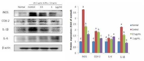 Effects of antlered form of Ganoderma lucidum extract on inflammation-related protein expression in LPS/IFN-γ-treated RAW 264.7 macrophage cells Values are mean±SD a-dMeans with the different letters are significantly different (P<0.05) by Duncan's multiple range test