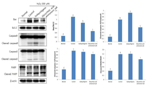 Effects of isoliquiritigenin and glycyrrhizic acid ammonium salt (10 μM) on apoptosis-related protein expression in H2O2-treated C6 glial cells Values are mean±SD a-dMeans with the different letters are significantly different (P<0.05) by Duncan's multiple range test